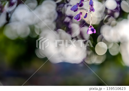 藤の花 青葉園 藤の花 青葉園 139510623