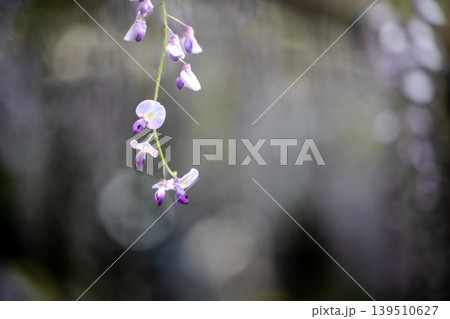 藤の花 牛島の藤 藤の花 牛島の藤 139510627