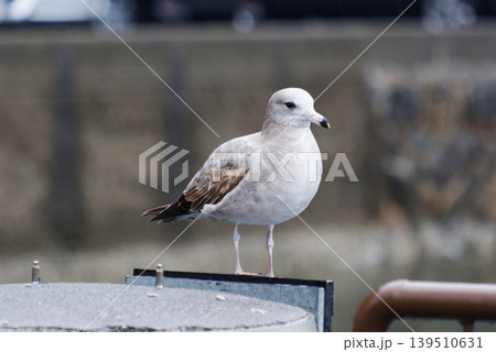 鳥 野鳥 動物 139510631