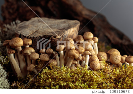 Fresh shimeji mushrooms in forest. 139510678
