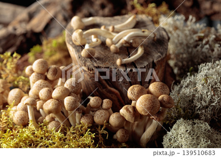 Fresh shimeji mushrooms in forest. 139510683