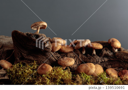 Fresh shiitake mushrooms in forest. 139510691
