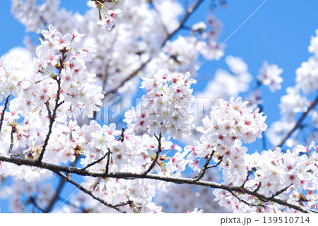 桜 さくら サクラ 139510714