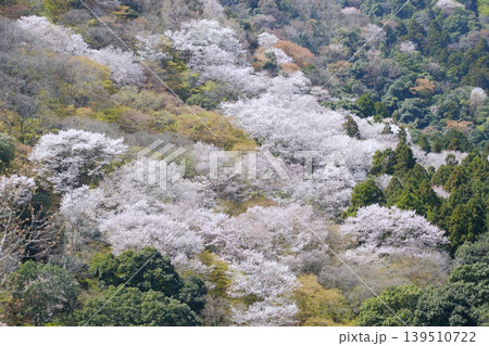 桜 さくら サクラ 139510722
