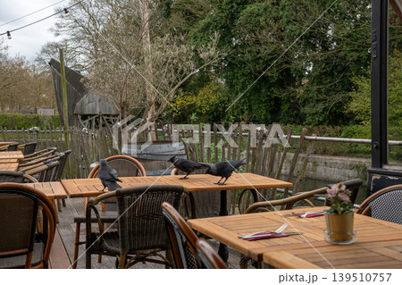 Eurasian jackdaws walk across wooden cafe tables on outdoor terrace with wicker chairs, rustic fence, bare trees, and green garden background. Wildlife content, outdoor dining, nature 139510757
