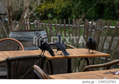 Two Eurasian jackdaws stand on wooden cafe table near wicker chair, rustic fence, and green outdoor background in calm natural setting. Wildlife content, outdoor dining, nature 139510761