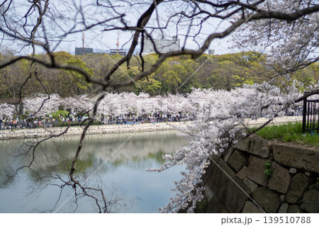 大阪城堀の石垣越しに桜を楽しむ花見客 大阪城堀の石垣越しに桜を楽しむ花見客 139510788