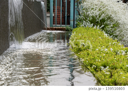 黄色い花とユキヤナギの咲く水路の流れ 黄色い花とユキヤナギの咲く水路の流れ 139510803