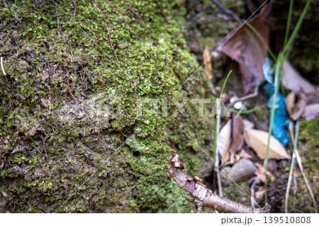 森の地面で苔むす岩と落ち葉のクローズアップ 森の地面で苔むす岩と落ち葉のクローズアップ 139510808