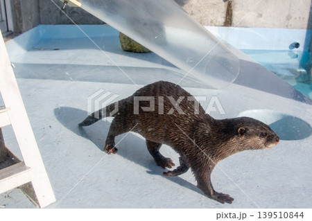 水槽の中を走り回るカワウソ 水槽の中を走り回るカワウソ 139510844