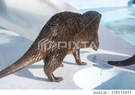 水槽の中を走り回るカワウソ 水槽の中を走り回るカワウソ 139510845