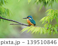枝に止まるカワセミ 139510846