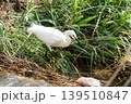 住吉川で餌を探すコサギ 139510847