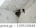 壁に作られたツバメの巣 139510848