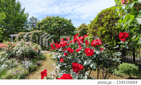 イタリア山庭園の初夏 イタリア山庭園の初夏 139510884