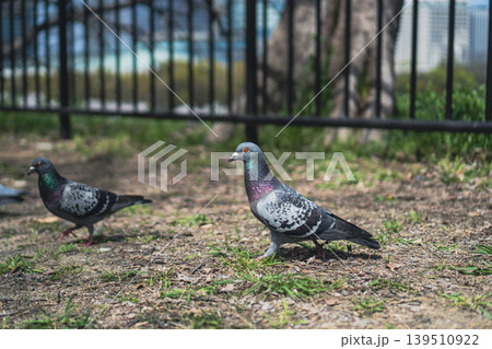 大阪の街並みをぼかしに公園の地面に立つ鳩 大阪の街並みをぼかしに公園の地面に立つ鳩 139510922
