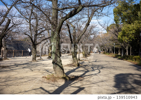 葉のない桜並木が長い影を落とす公園の道 葉のない桜並木が長い影を落とす公園の道 139510943