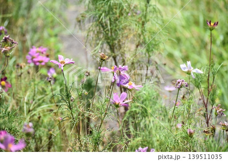 近年の猛暑で植物の異変が目立つ 139511035