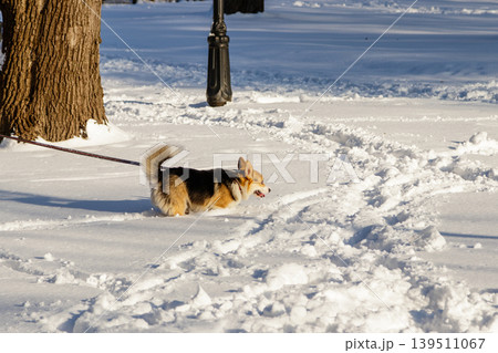 dog jumping in the snow 139511067