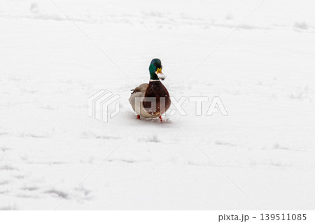 Ducks and drakes walk on snow and on a frozen lake 139511085