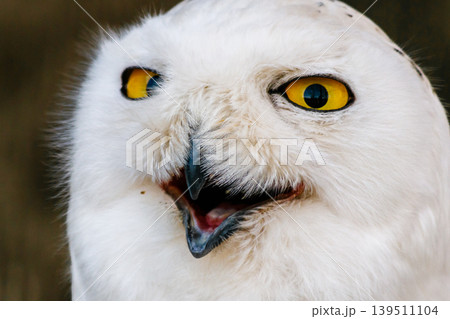 beautiful white owl with yellow eyes and beak beautiful white owl with yellow eyes and beak 139511104