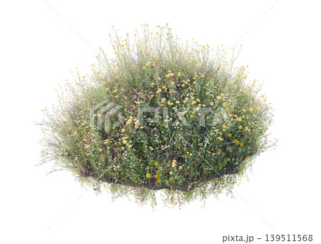 Wild grass and flowers on dirt, isolated on white background Wild grass and flowers on dirt, isolated on white background 139511568