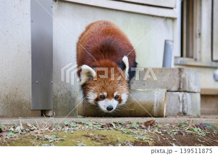 竹筒に乗るレッサーパンダ 139511875