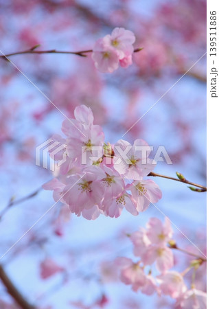 青空に映えるピンクの桜 139511886