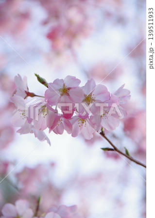 薄いピンクが可愛い桜 薄いピンクが可愛い桜 139511933