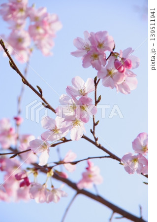 薄いピンクが可愛い桜 薄いピンクが可愛い桜 139511941
