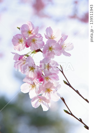 薄いピンクが可愛い桜 薄いピンクが可愛い桜 139511943