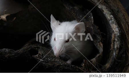 White albino laboratory mice (Mus musculus) hiding inside a natural coconut husk on a black background. 139511949