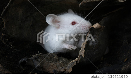 White albino laboratory mice (Mus musculus) hiding inside a natural coconut husk on a black background. 139511950