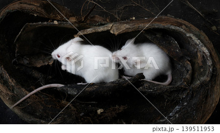 White albino laboratory mice (Mus musculus) hiding inside a natural coconut husk on a black background. White albino laboratory mice (Mus musculus) hiding inside a natural coconut husk on a black background. 139511953
