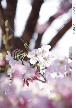 薄いピンクが可愛い、花びらに光透き通る桜 薄いピンクが可愛い、花びらに光透き通る桜 139512057