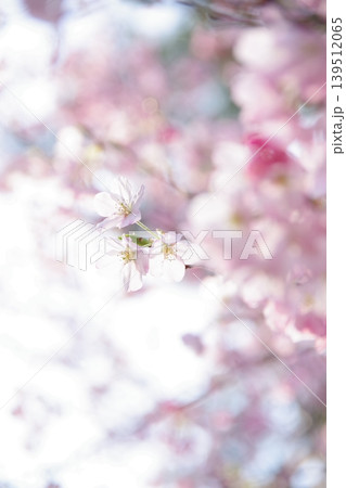 薄いピンクが可愛い、花びらに光透き通る桜 139512065