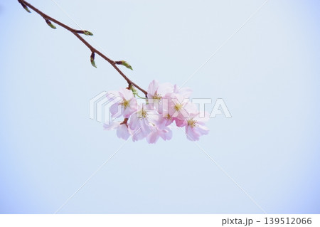 薄いピンクが可愛い、花びらに光透き通る桜 139512066