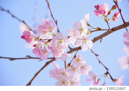 薄いピンクが可愛い、花びらに光透き通る桜 薄いピンクが可愛い、花びらに光透き通る桜 139512067