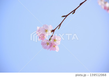 薄いピンクが可愛い、花びらに光透き通る桜 薄いピンクが可愛い、花びらに光透き通る桜 139512068