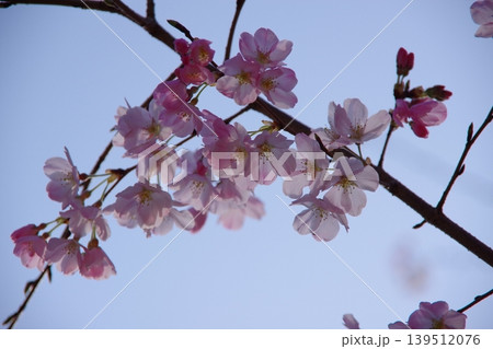 薄いピンクが可愛い、花びらに光透き通る桜 薄いピンクが可愛い、花びらに光透き通る桜 139512076