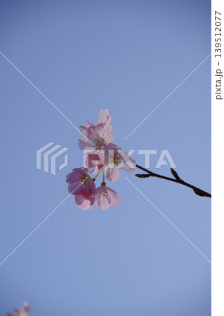 薄いピンクが可愛い、花びらに光透き通る桜 薄いピンクが可愛い、花びらに光透き通る桜 139512077
