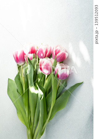 Pink tulips flowers. Floral bud. Tulip flower top view gray background Pink tulips flowers. Floral bud. Tulip flower top view gray background 139512093