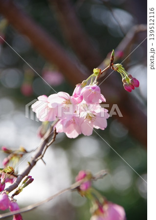 薄いピンクが可愛い、花びらに光透き通る桜 139512116
