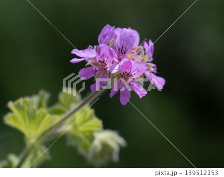 香りの良いレモンゼラニウムの花 香りの良いレモンゼラニウムの花 139512153