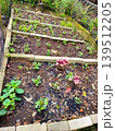 High angle view of young seedlings and red amaranth growing in concrete block raised garden beds. 139512205