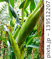 Close up shot of green corn ears in husks growing on a stalk in a natural garden environment 139512207