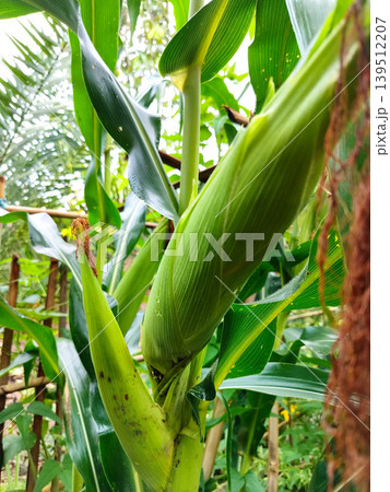 Close up shot of green corn ears in husks growing on a stalk in a natural garden environment Close up shot of green corn ears in husks growing on a stalk in a natural garden environment 139512207