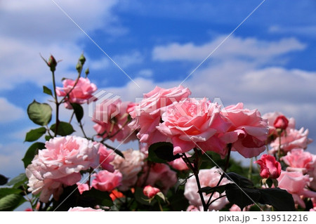 青空に向かって花開くグラデーションの美しいピンクの薔薇 139512216