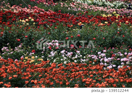 色とりどりの薔薇が一面に広がるバラ園 埼玉県与野公園 色とりどりの薔薇が一面に広がるバラ園 埼玉県与野公園 139512244