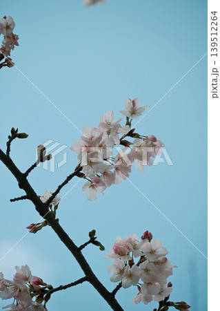 薄いピンクが可愛い、花びらに光透き通る桜 薄いピンクが可愛い、花びらに光透き通る桜 139512264